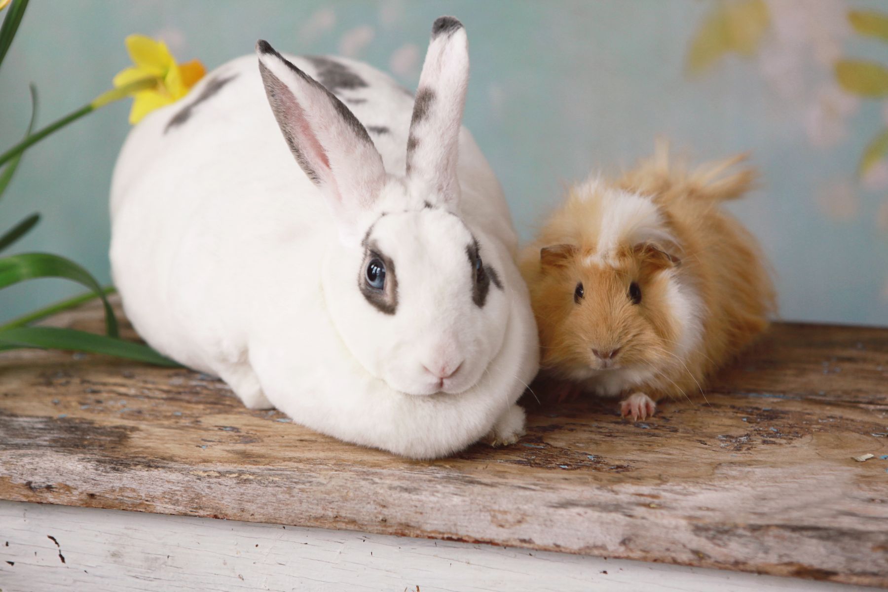 rabbit-grooming