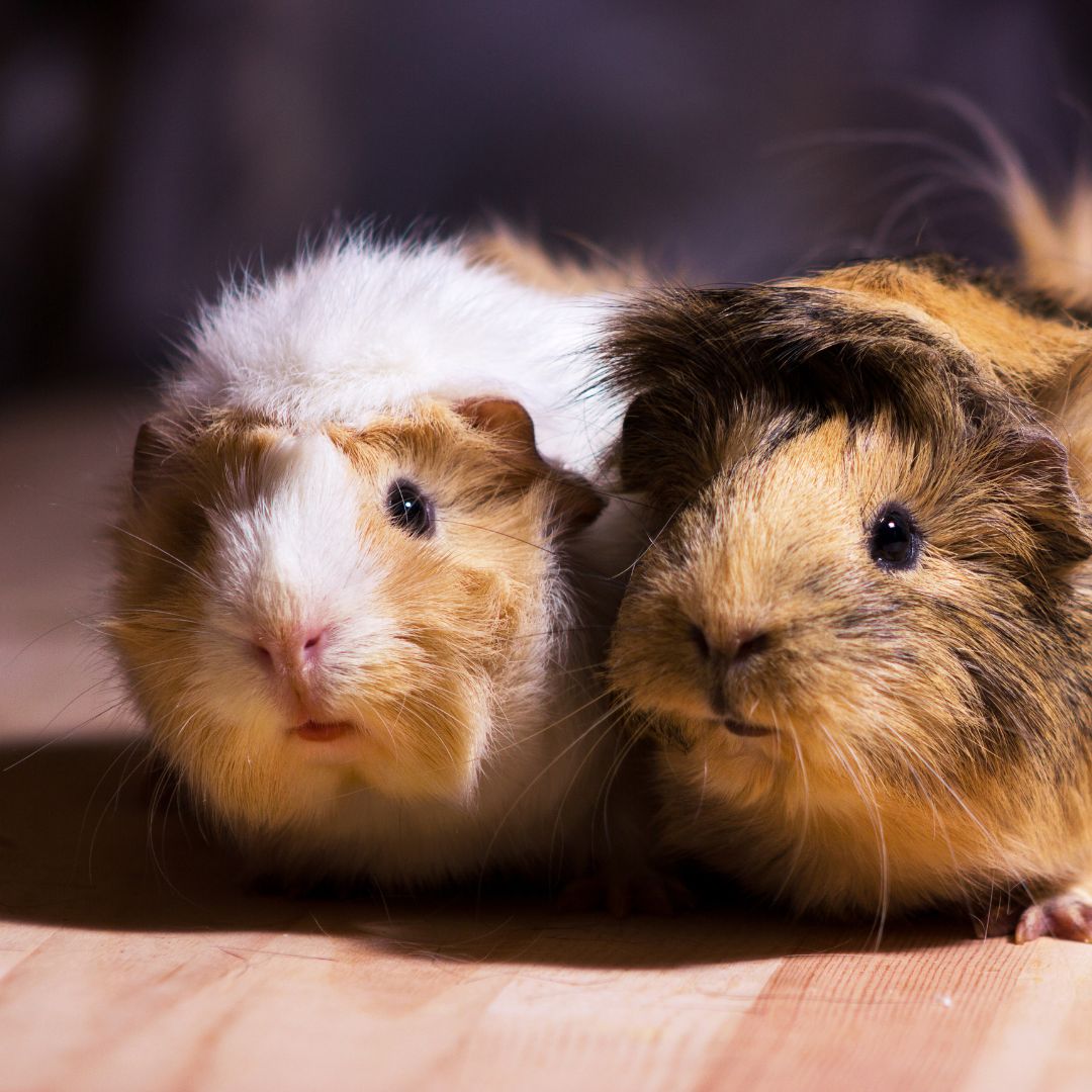 guinea pig grooming