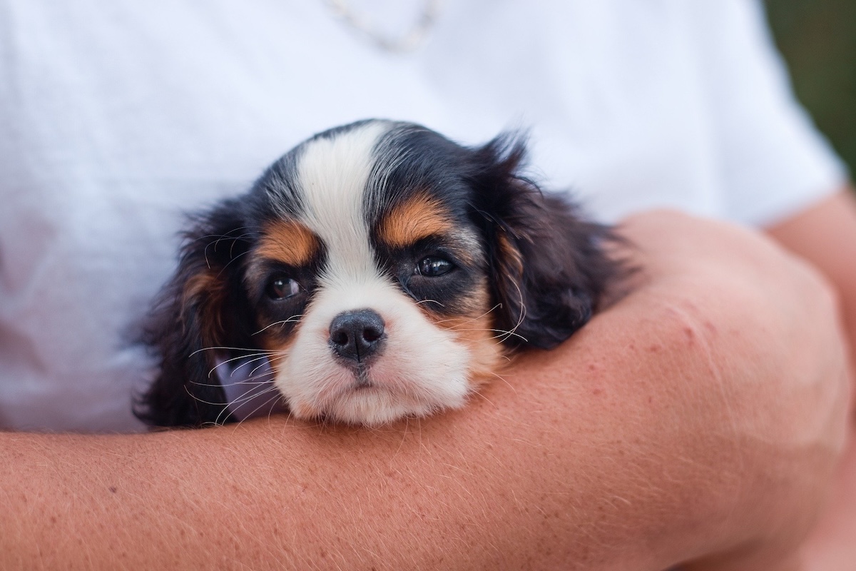 why groomers shave pets - dog in arms