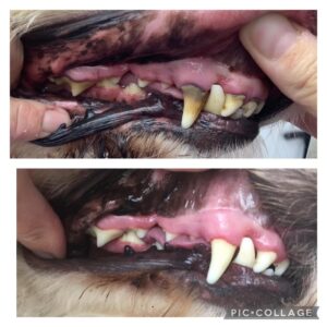 dog dental cleaning in Kent 