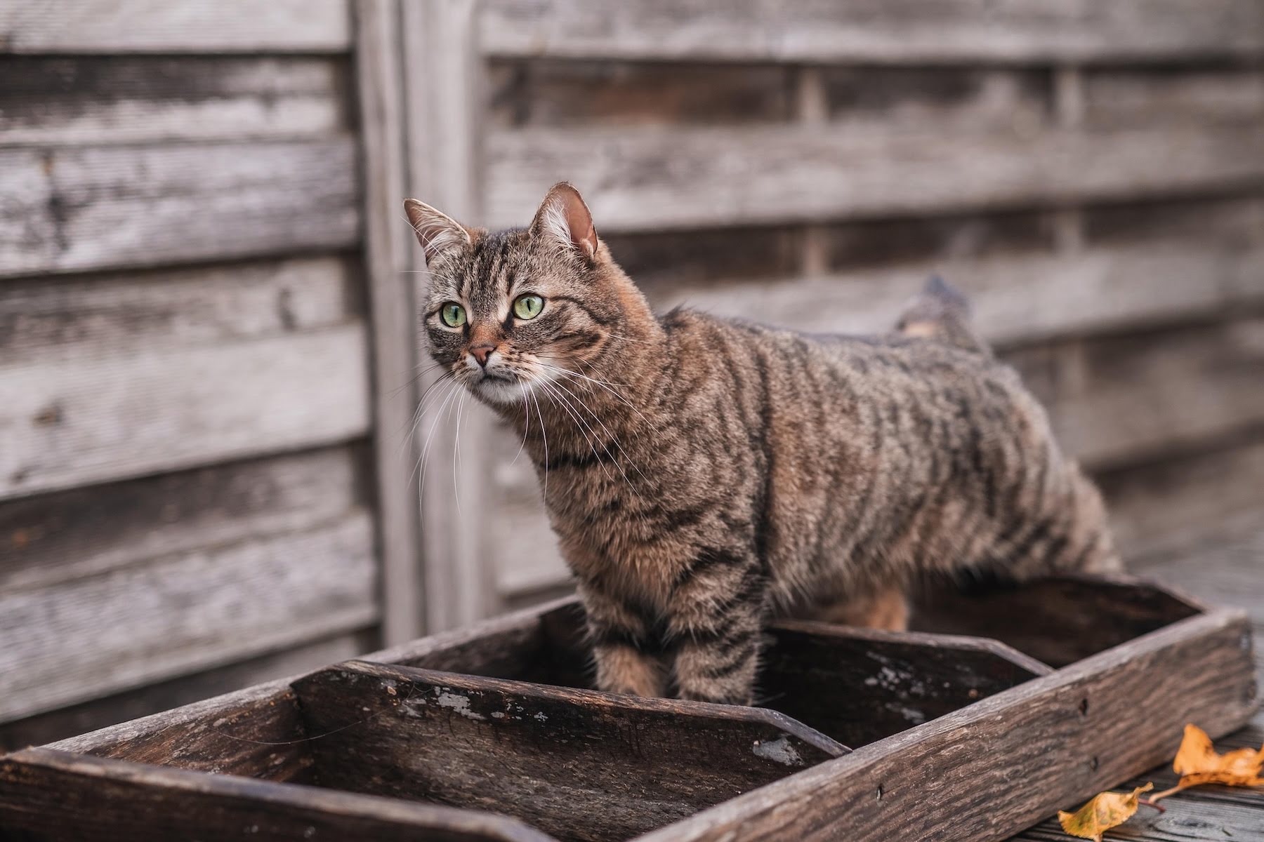 cat microchipping in kent