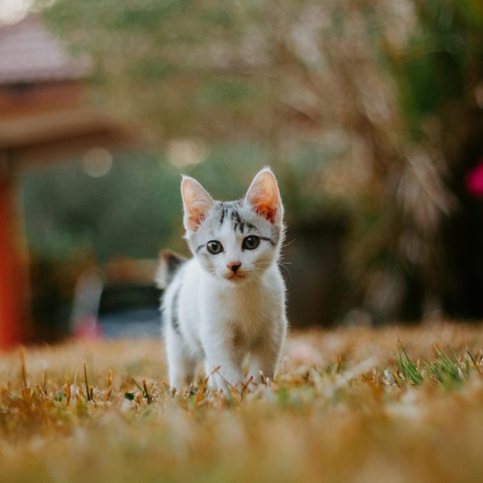 Kitten care with a z animal care scaled Kitten care with a-z animal care