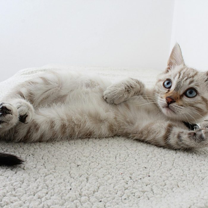Kitten groom scaled Kitten groom