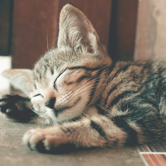 Kitten scaled Kitten